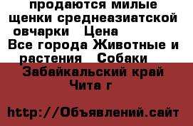 продаются милые щенки среднеазиатской овчарки › Цена ­ 30 000 - Все города Животные и растения » Собаки   . Забайкальский край,Чита г.